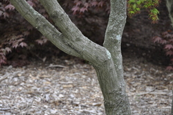 Acer palmatum 'Kagiri Nishiki' — photo 4
